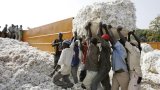 Burkina Faso: la Socoma, la deuxième société cotonnière du pays, annonce la suspension de ses (…)